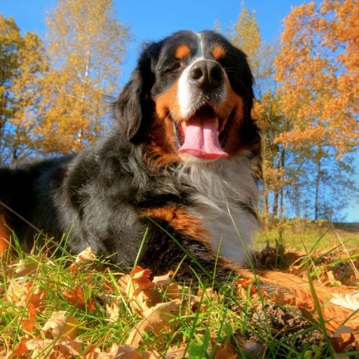 Bernese Mountain Dog