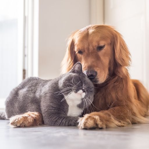 Golden Retriever with cat