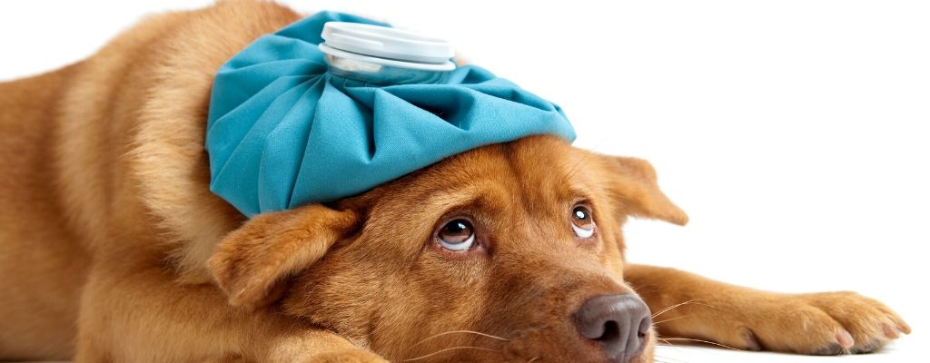 Lactose intolerance in dogs