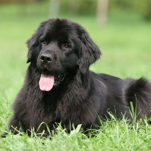 Newfoundland Dog