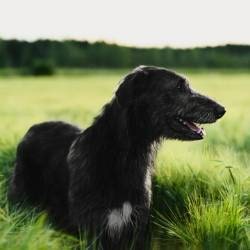 Irish Wolfhound Dog