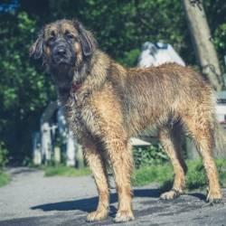 Leonberger Dog