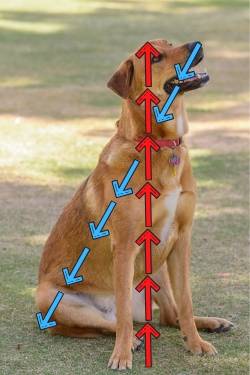 Measuring Your Dog For A Crate