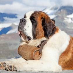 Saint Bernard Dog