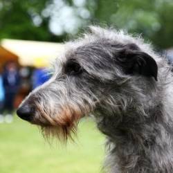 Scottish Deerhound Dog